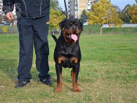 Cane Corso καθαροαιμα 6979314054 ΑΘΗΝΑ-ΘΕΣΣΑΛΟΝΙΚΗ- ΚΡΗΤΗ 6979314054...